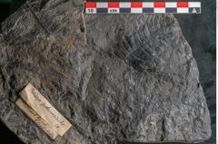 Foto (Detailansicht) von Palissya podocarpoides Ettingshausen (NHMW-GEO-2024-0188-10308)